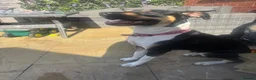 Staffordshire Bull Terrier dogs for sale: Staffie cross bitch  - Advert 3