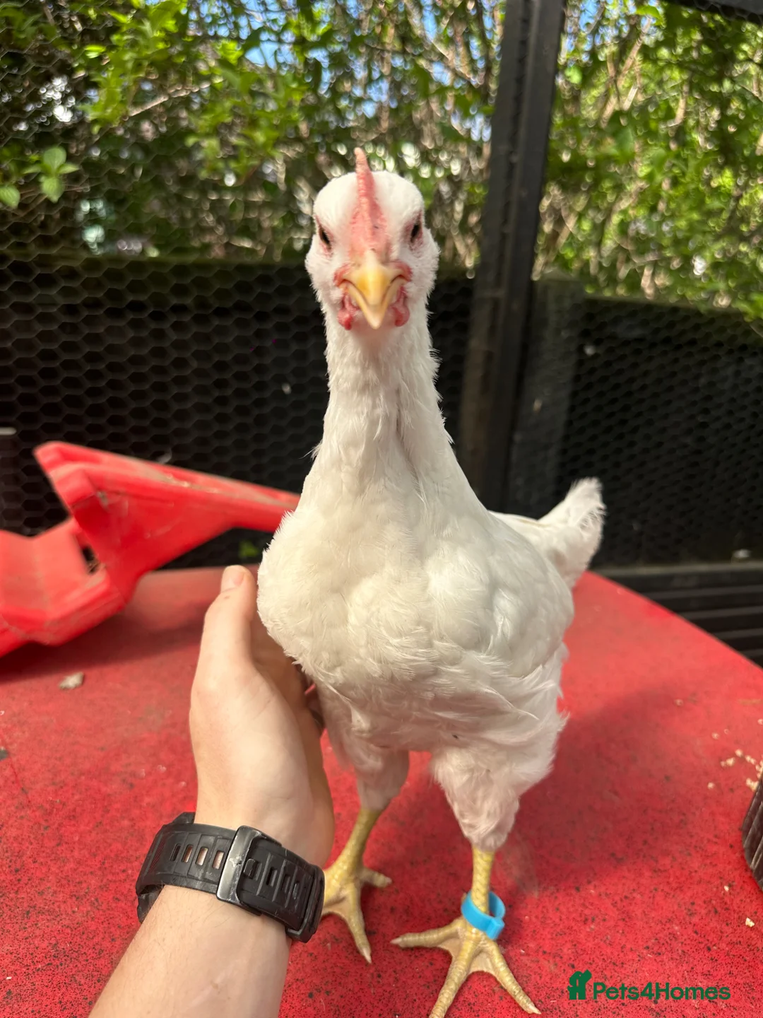 Chickens poultry for sale: pure white jersey giant roosters in Pudsey - Advert 2