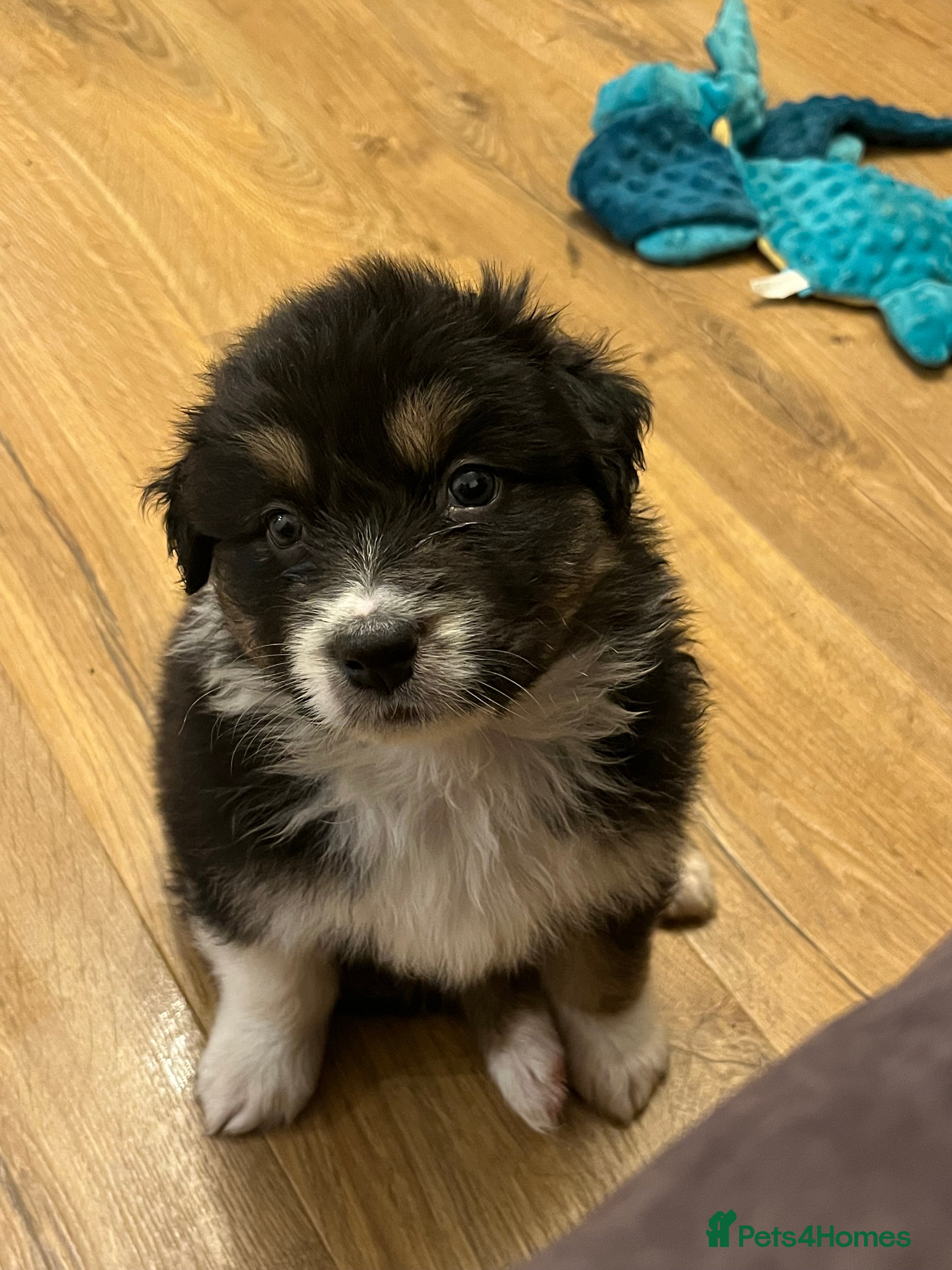 Australian Shepherd dogs Tri Australian Shepherd males Devon - Advert 3