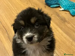 Australian Shepherd dogs Tri Australian Shepherd males Devon - Advert 3