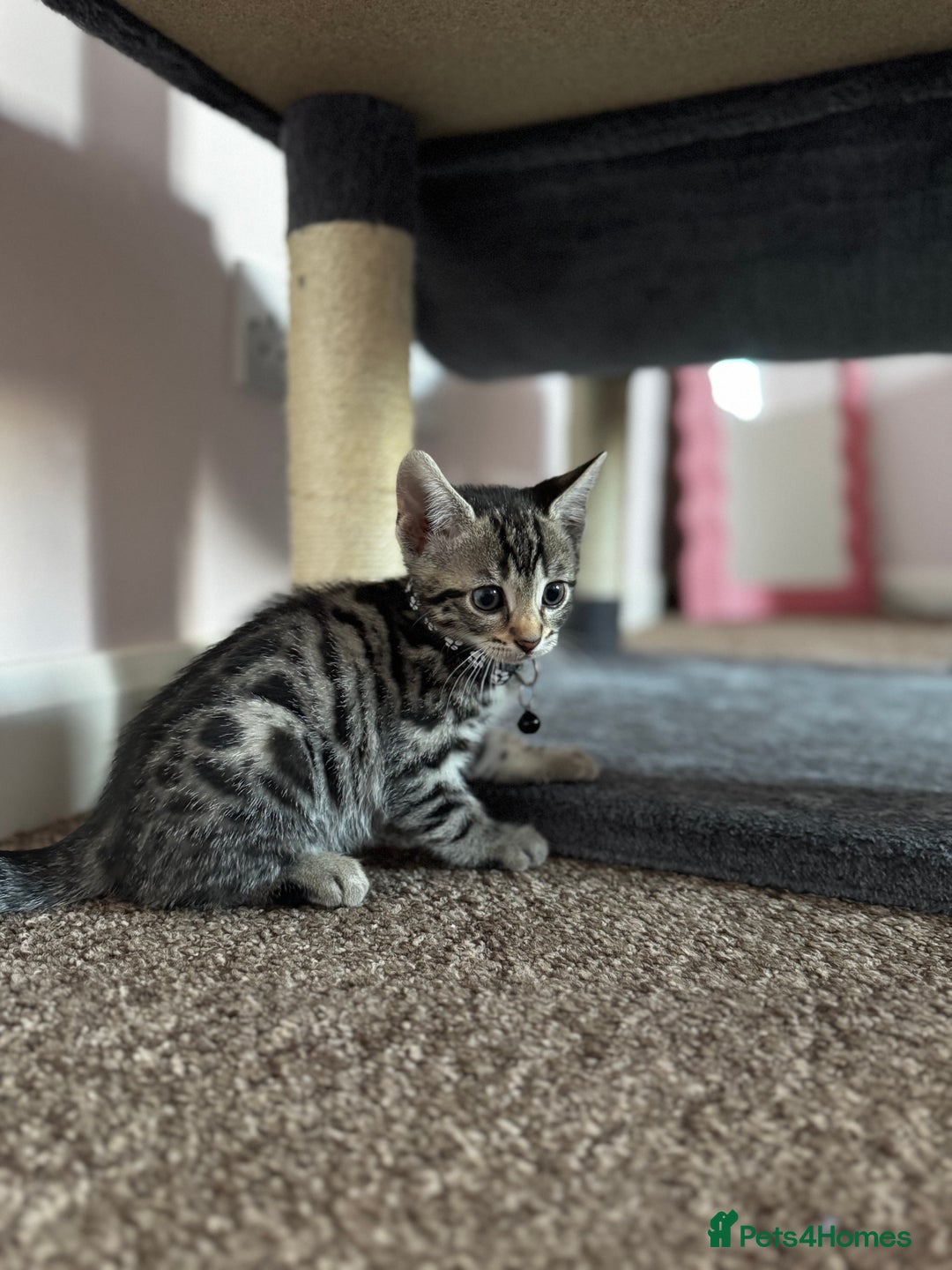 Bengal cats for sale: 🐆✨[REDUCED TO CLEAR!!] LAST THREE PURE BENGAL’S❤️ - Image 15