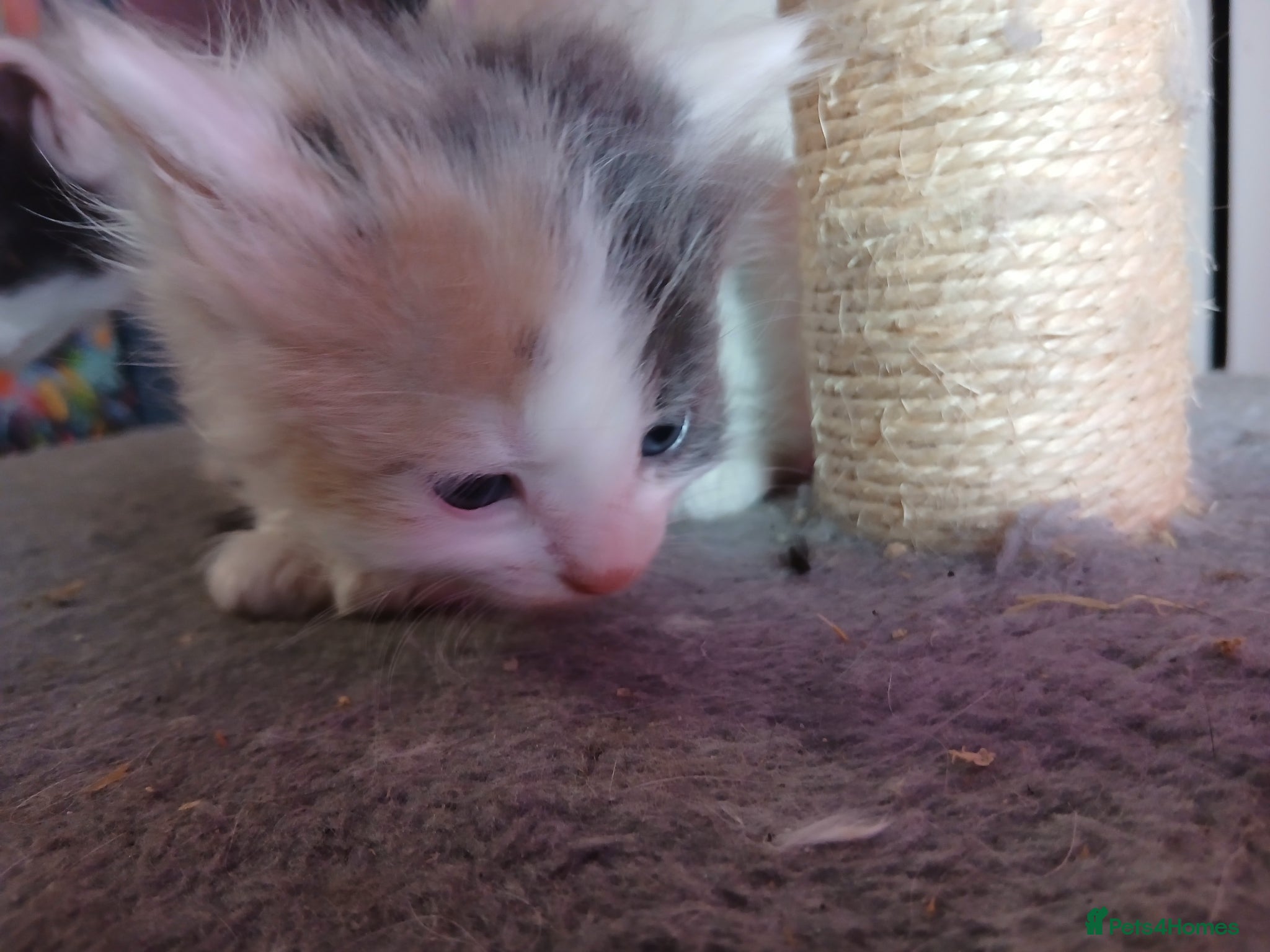 British Longhair cats Stunning british longhair kittens  - Advert 2