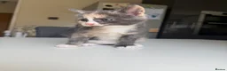 Maine Coon cats for sale: TORTOISESHELL MAINE COON X KITTENS - Advert 20