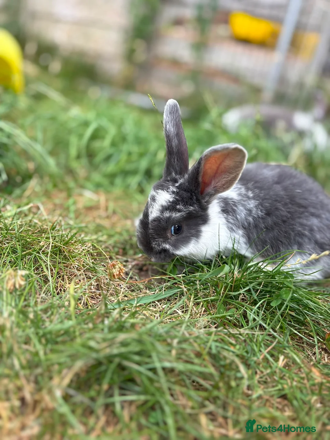 Mixed Breed rabbits for sale: Rabbits - Advert 2