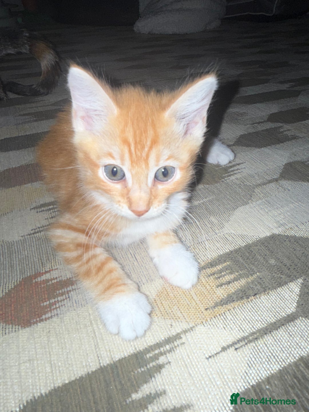 Mixed Breed cats for sale: Lord nelson - Image 4