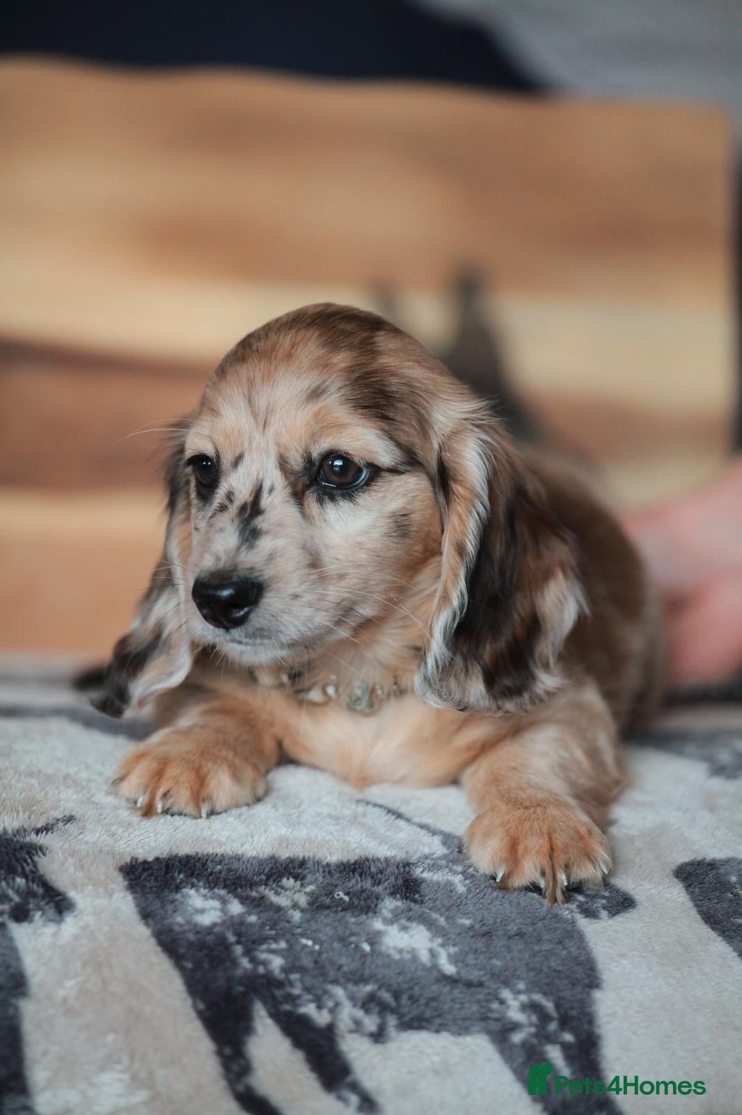 Miniature Dachshund dogs Pedigree Longhaired Miniature Dachshund Waitlist  - Advert 1