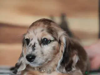 Miniature Dachshund dogs Pedigree Longhaired Miniature Dachshund Waitlist - Advert 2
