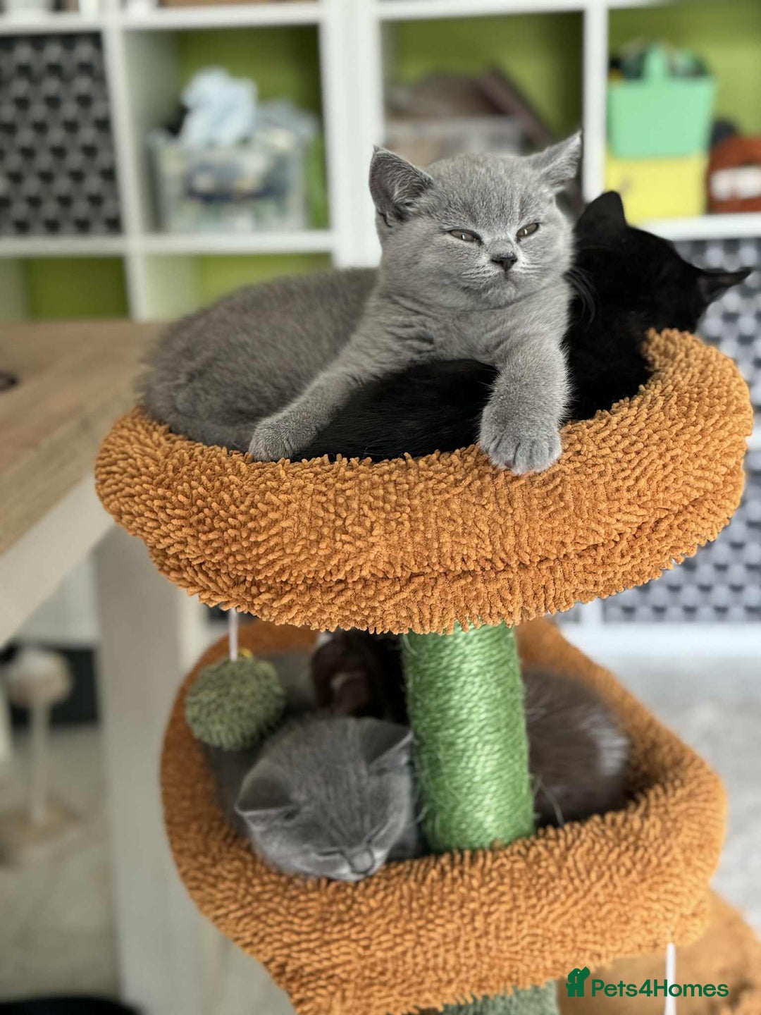 British Shorthair cats for sale: GCCF Registered British Shorthair Kittens  - Image 4