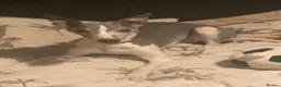 Whippet dogs for sale: Dog needing a loving home in Broxburn - Advert 1