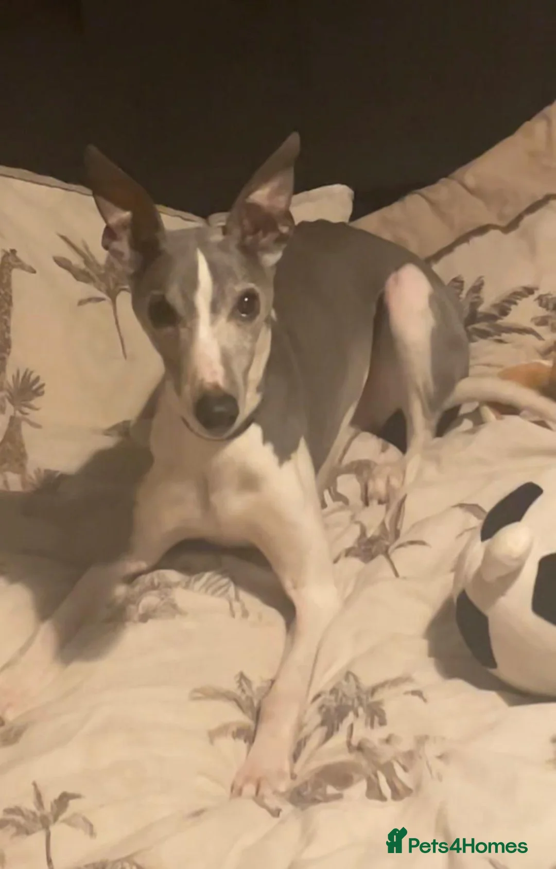 Whippet dogs for sale: Dog needing a loving home in Broxburn - Advert 1