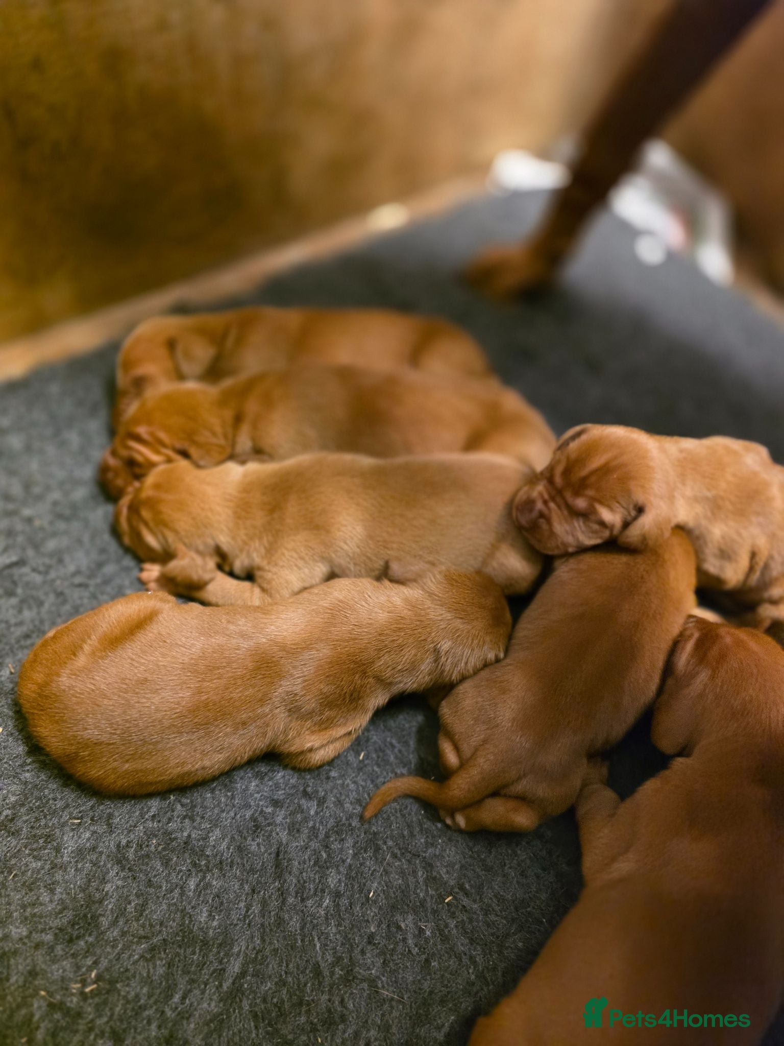 Hungarian Vizsla dogs Kennel Club registered Hungarian vizsla - Advert 2