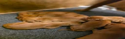 Hungarian Vizsla dogs for sale: Kennel Club registered Hungarian vizsla in Middlesbrough - Advert 2