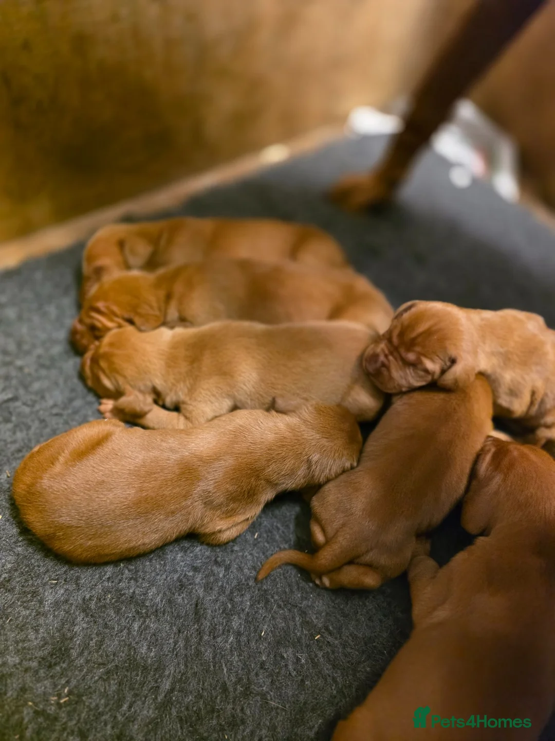 Hungarian Vizsla dogs for sale: Kennel Club registered Hungarian vizsla in Middlesbrough - Advert 2
