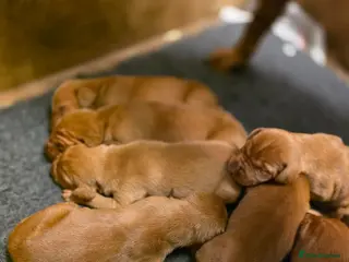 Hungarian Vizsla dogs Kennel Club registered Hungarian vizsla - Advert 2