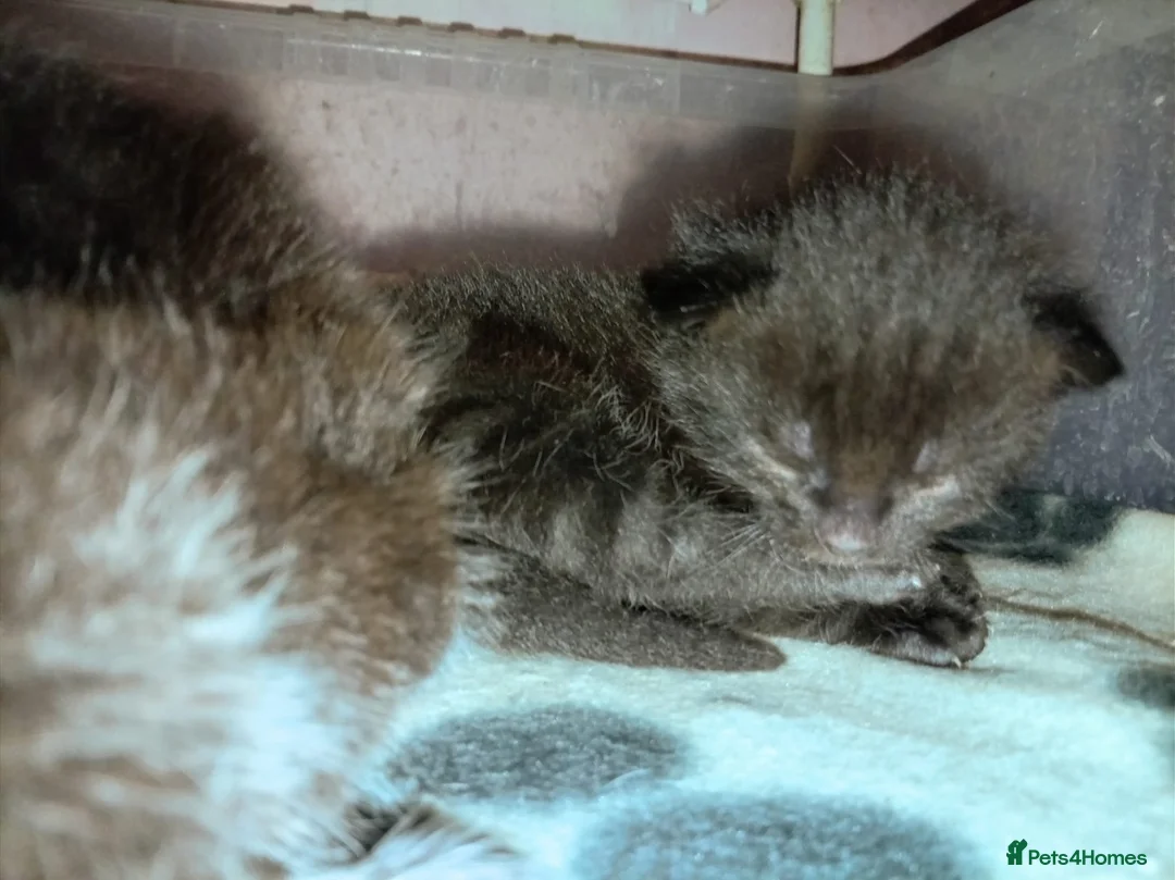 Mixed Breed cats for sale: 3 mixed breed kittens for sale - Advert 12