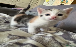 Bengal cats for sale: 4 beautiful part bengal kittens  - Image 2