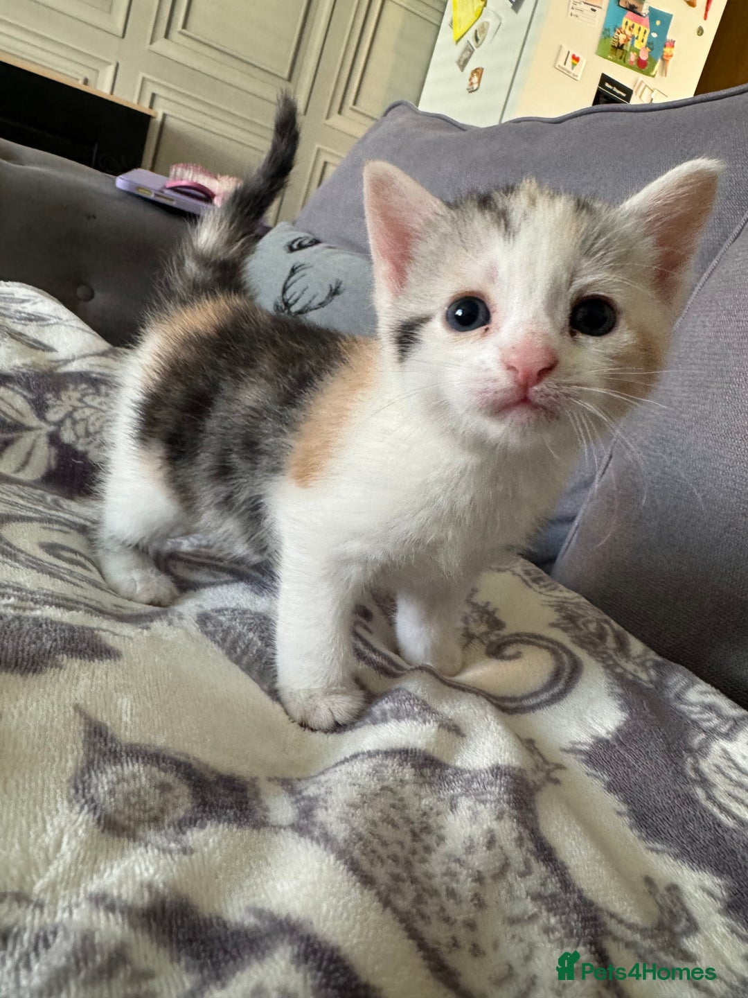 Bengal cats for sale: 4 beautiful part bengal kittens  - Image 2