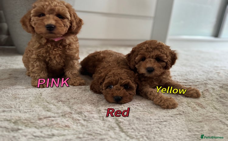 Toy Poodle dogs - Advert 1