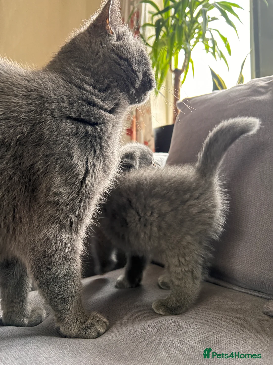 Scottish Fold cats for sale: Lovely Scottish fold/straight Kittens  - Advert 2