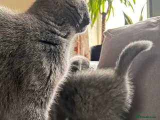 Scottish Fold cats 🐾 The last little girl and little boy🐾 - Advert 16