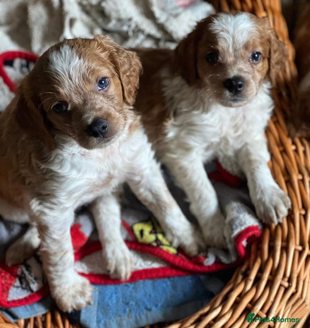 Brittany Spaniel dogs for sale: Brittany puppies for sale  - Image 9