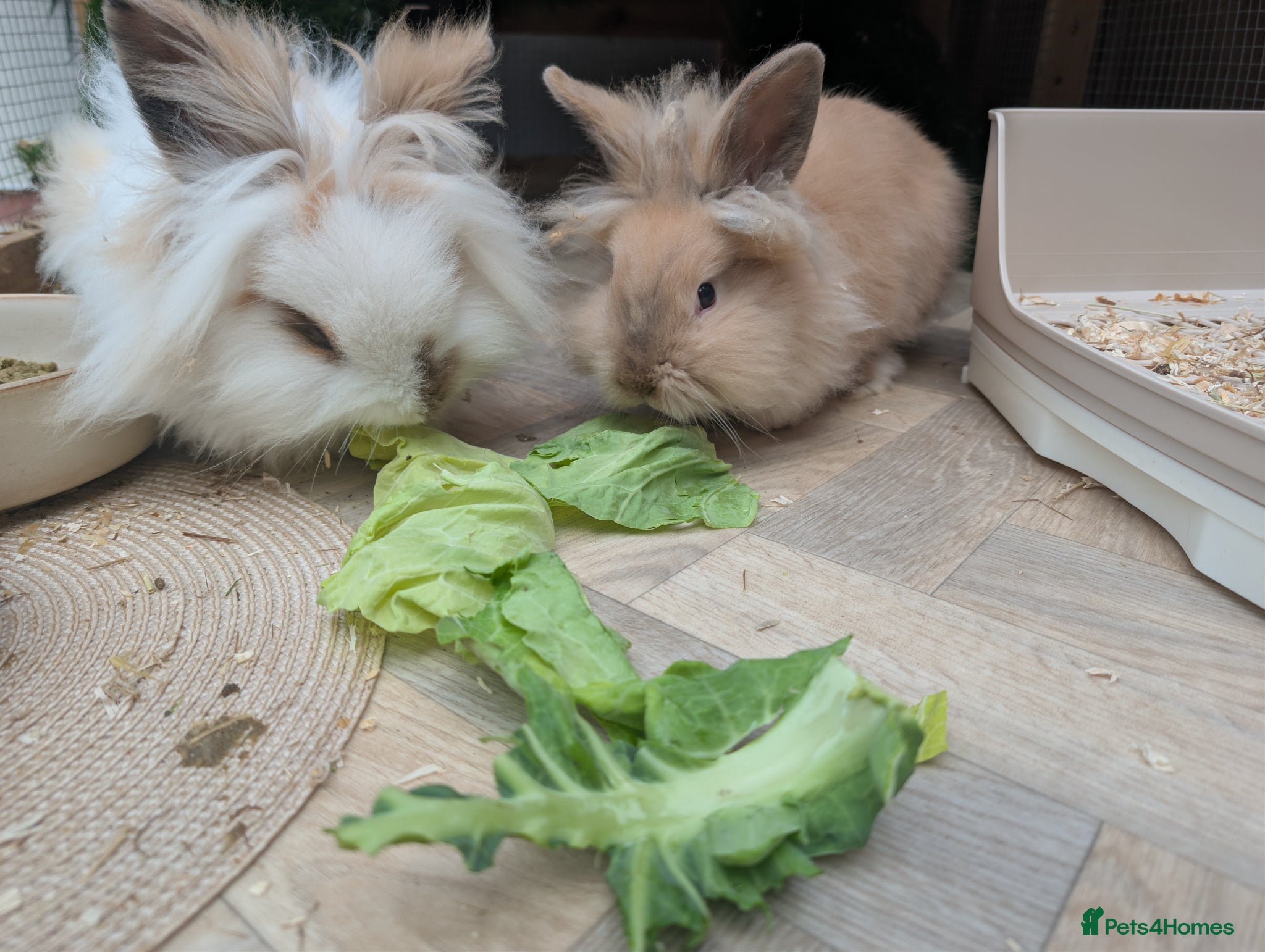 Lionhead rabbits 2x Lionhead Bucks  - Advert 5