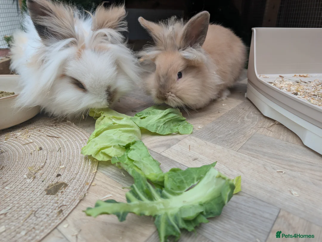 Lionhead rabbits for sale: 2x Lionhead Bucks  - Advert 1