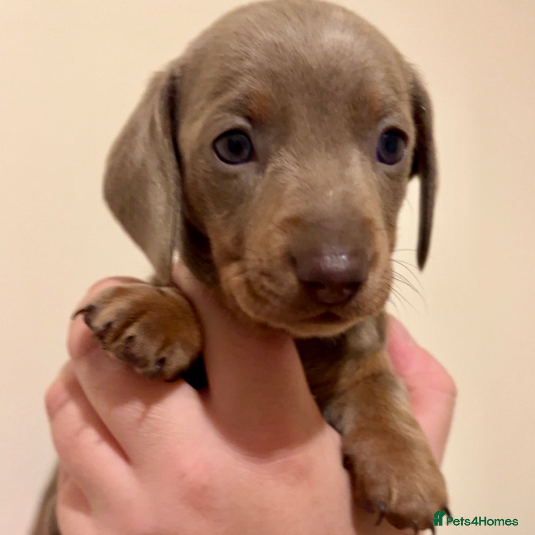 Miniature Dachshund dogs for sale: 🐾Beautiful kc mini dachshund pups ready 20 Dec🐾 - Advert 20