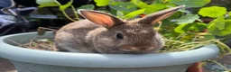Mixed Breed rabbits for sale:  **  bunnies (born on  ** ) Netherland Dwarfs in Reading - Advert 3