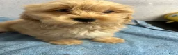 Shihpoo dogs for sale: Two stunning shihpoo boys - Advert 3