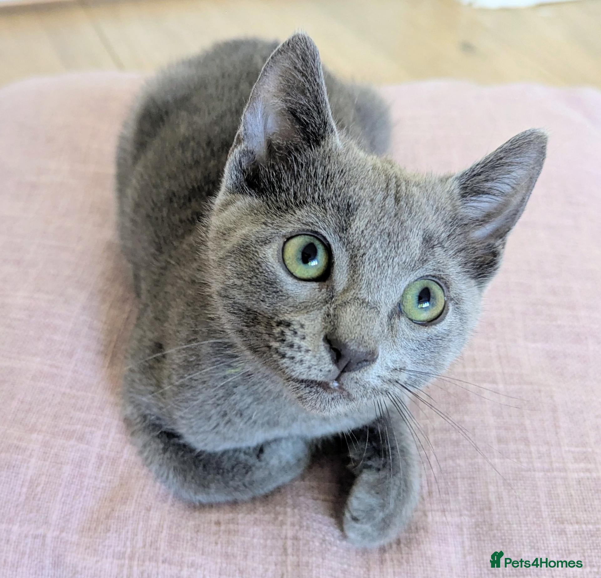 Russian Blue cats Affectionate Pedigree Kittens Ready Now - Advert 2