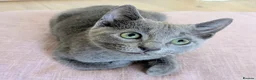 Russian Blue cats for sale: Affectionate Pedigree Kittens Ready Now - Advert 2