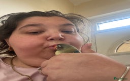 Lovebirds birds for sale: 4 year old female and 6 week old baby  - Image 5