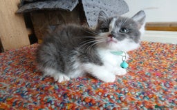 Mixed Breed cats for sale: 3 [remaining] girl kittens looking for new homes - Image 11