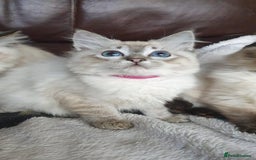 Ragdoll cats for sale: Beautiful GCCF Registered Ragdoll Kittens. - Image 6