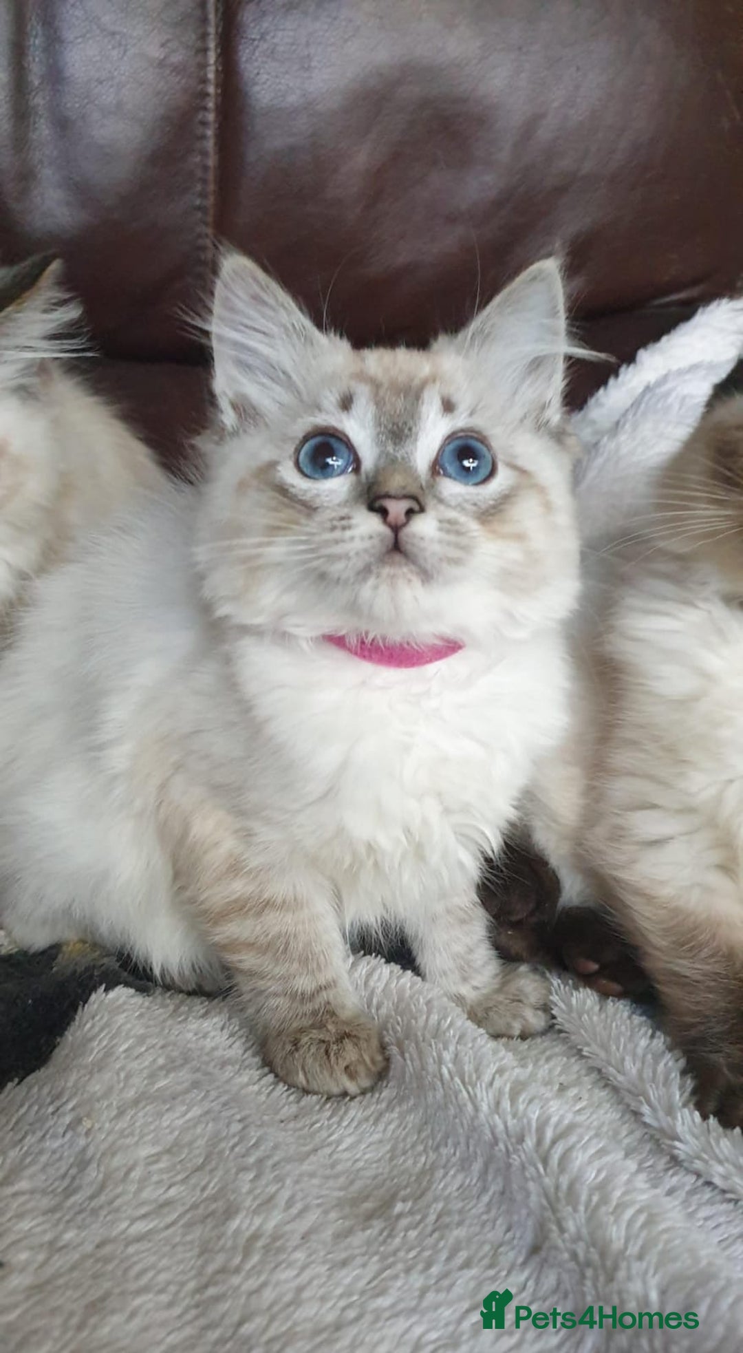 Ragdoll cats for sale: Beautiful GCCF Registered Ragdoll Kittens. - Image 6