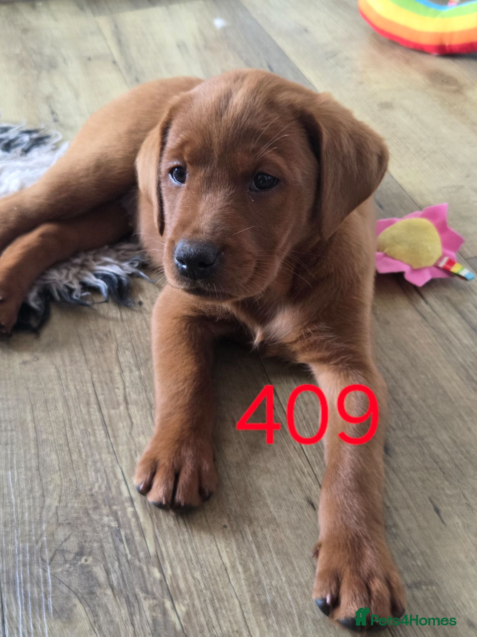 Labrador Retriever dogs ❤️ beautiful dark red working Labrador pups ❤️ - Advert 2