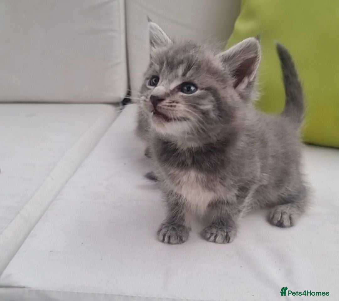 Maine Coon cats Mainecoon kittens READY NOW grey silvers  - Advert 17