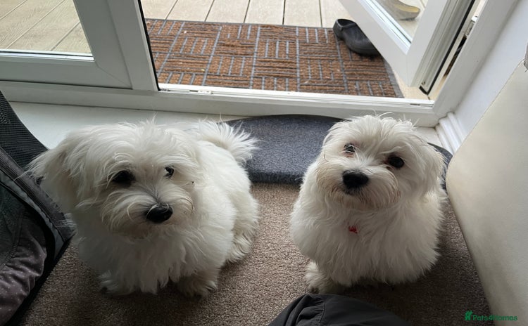 Maltese dogs - Advert 3