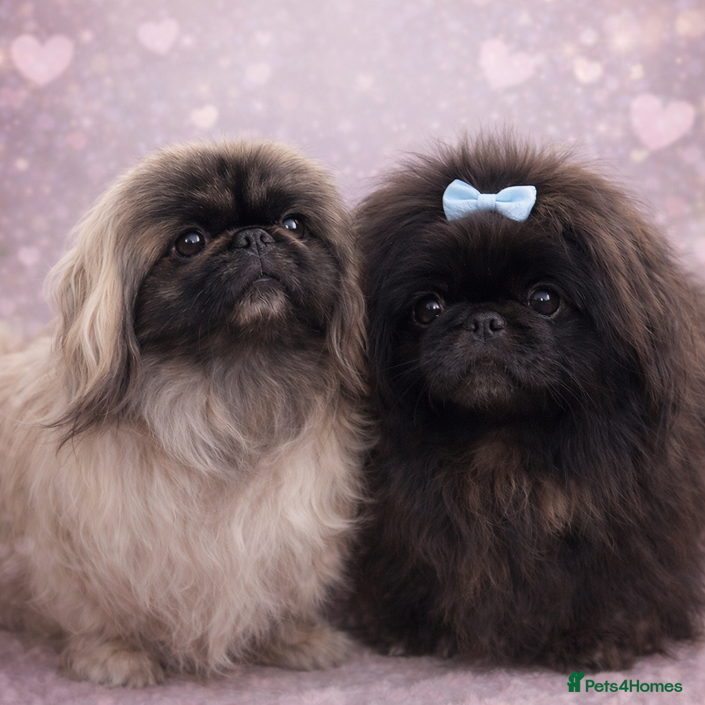 Pekingese dogs Super Rare Pekingese  - Advert 4