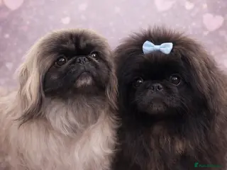 Pekingese dogs Super Rare Pekingese - Advert 4