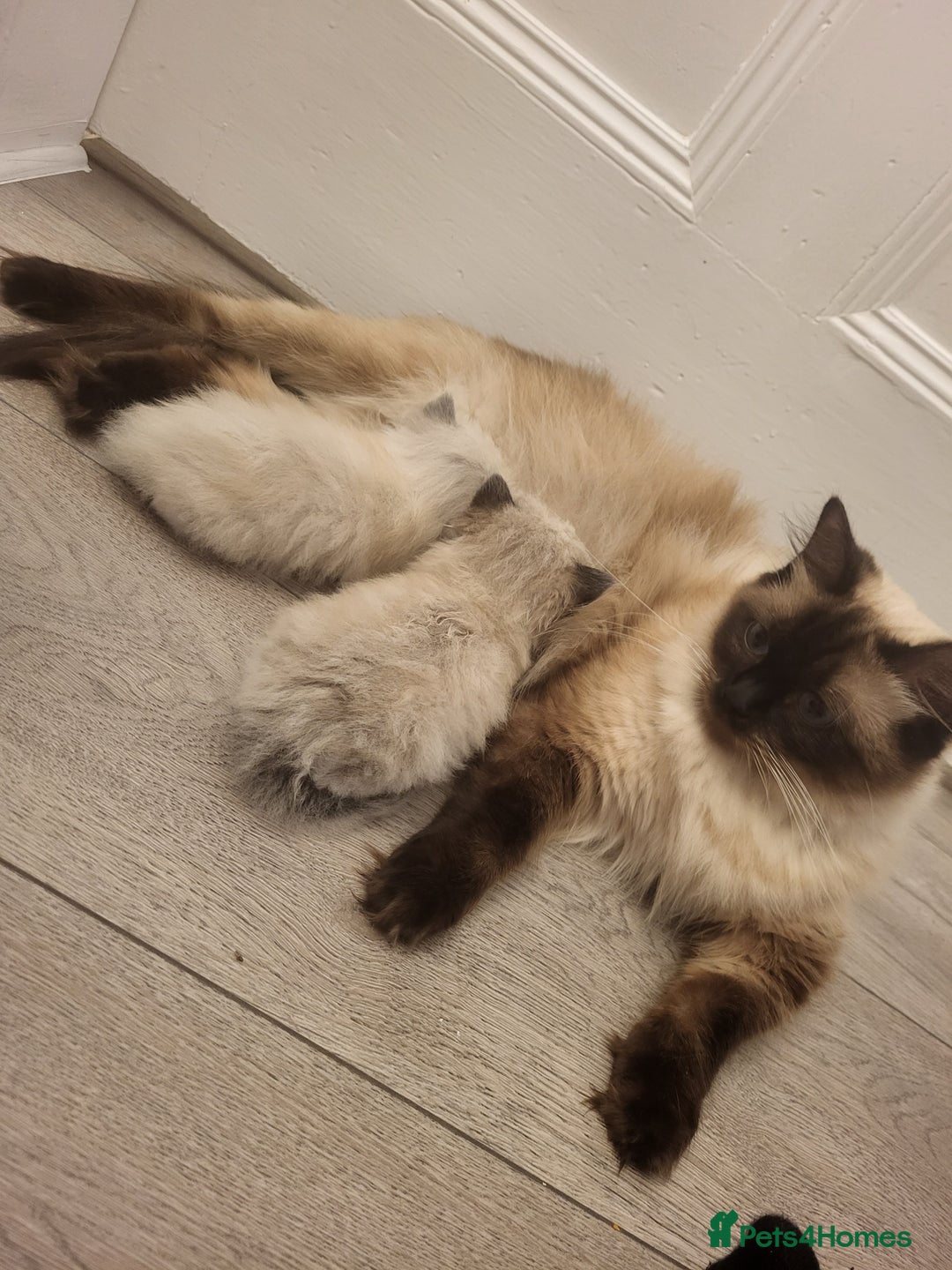 Ragdoll cats for sale: Ragdoll kittens - Image 7
