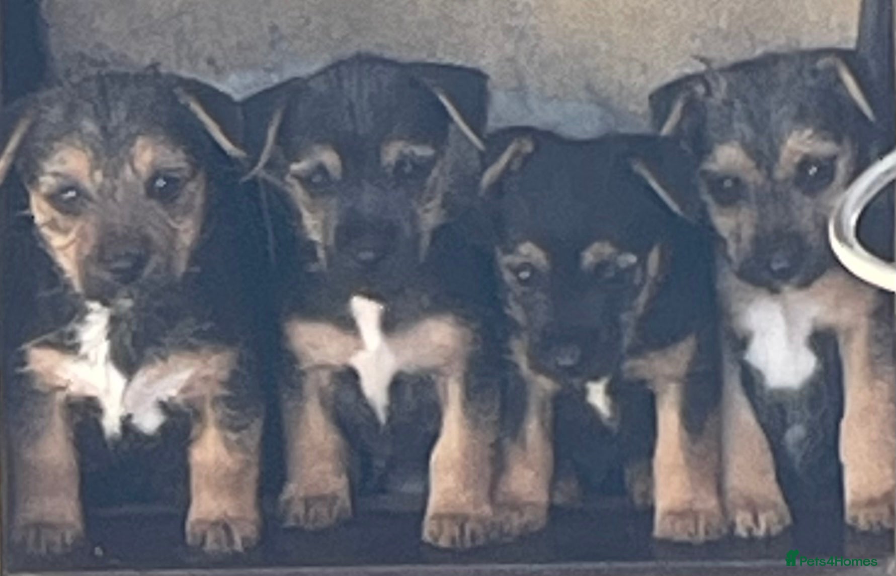 Mixed Breed dogs Boarder terrier X Jack Russell  - Advert 1