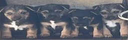 Mixed Breed dogs for sale: Boarder terrier X Jack Russell  in Sevenoaks - Advert 1