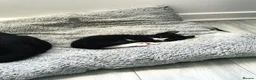 Mixed Breed cats for sale: Black & White Tuxedo Male Kitten  - Advert 12
