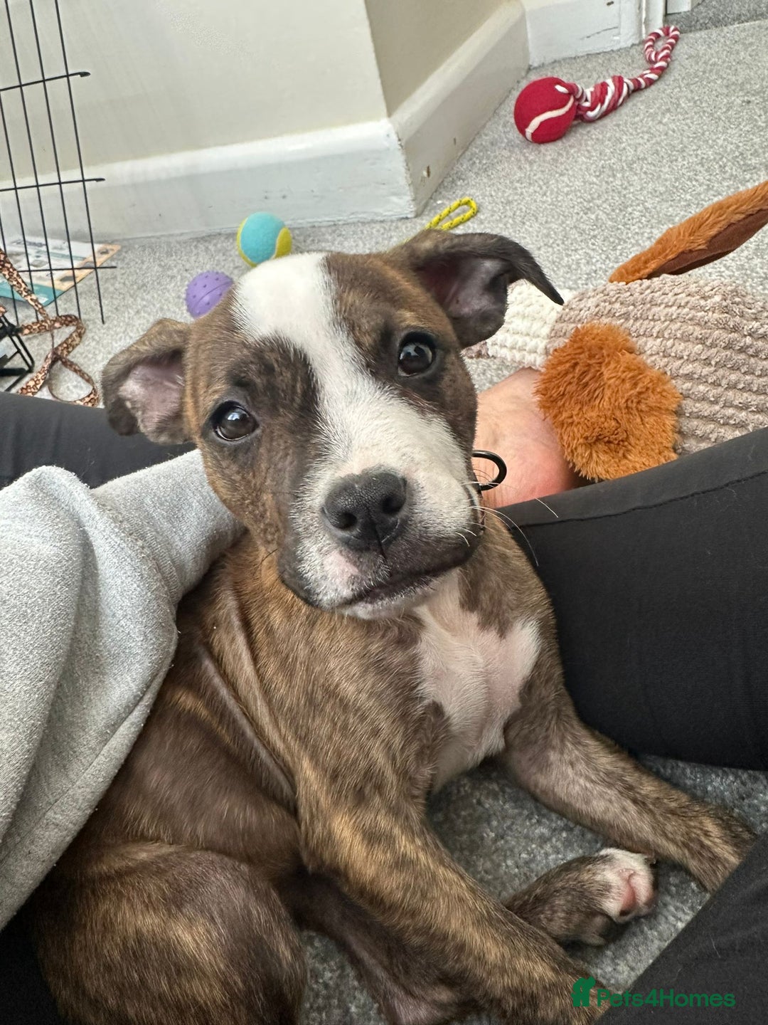 American Bulldog dogs for adoption: 5 GORGEOUS AM BULL X PUPS 12WKS OLD - Image 18