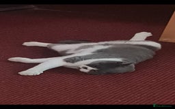 British Shorthair cats for sale: Male British Shorthair Cat - Image 2