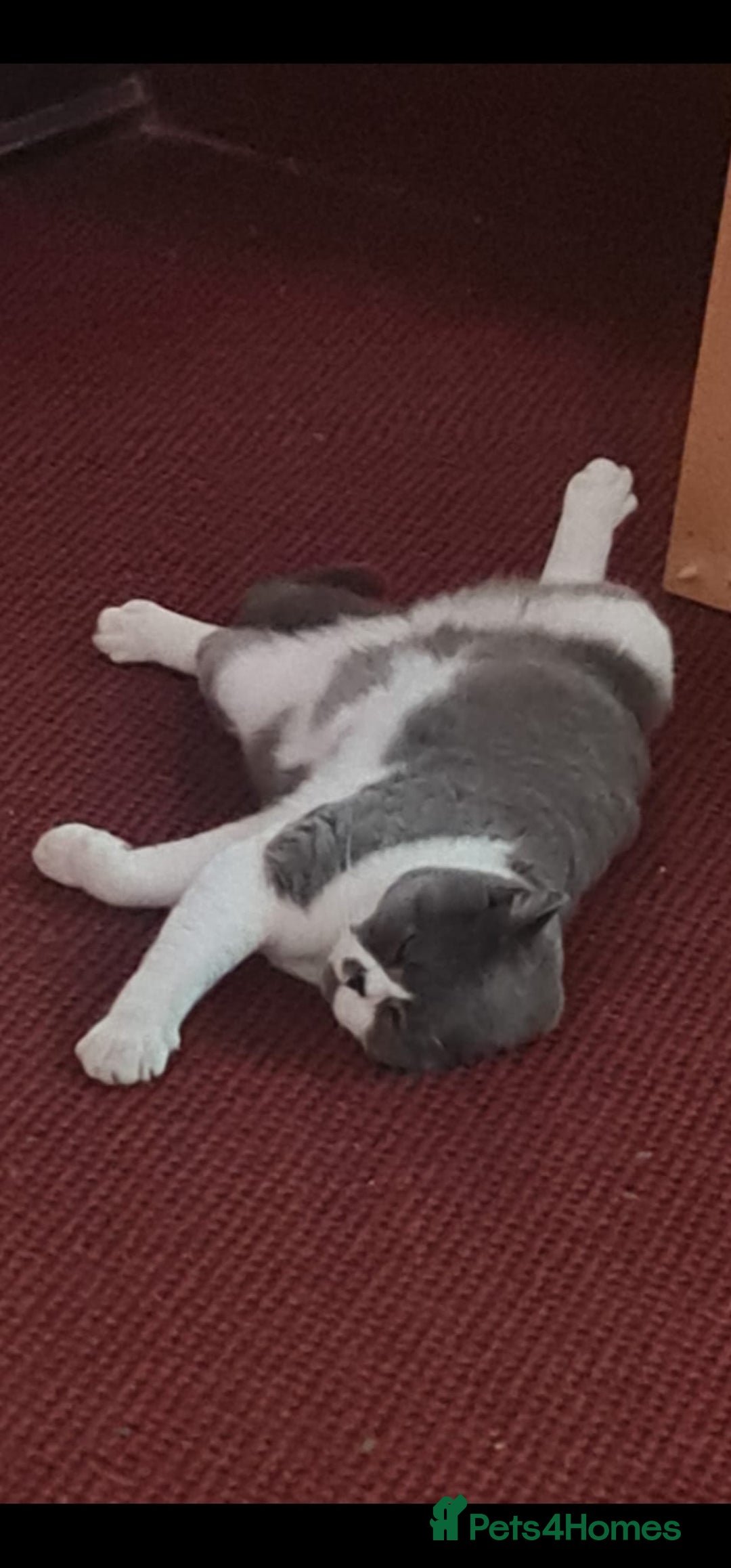 British Shorthair cats for sale: Male British Shorthair Cat - Image 2