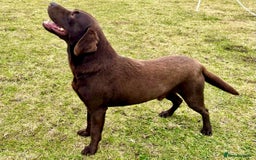Labrador Retriever dogs for sale: 5 Stars 🌟 Chocolate Labradors  🌟  - Image 27