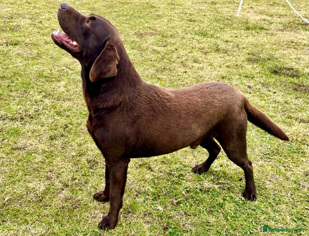 Labrador Retriever dogs for sale: 5 Stars 🌟 Chocolate Labradors  🌟  - Image 27